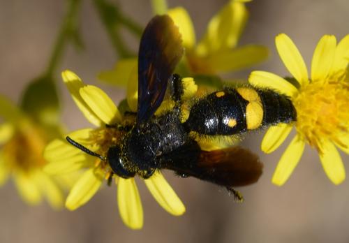 Scolia hirta unifasciata